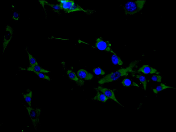Clec4g Antibody