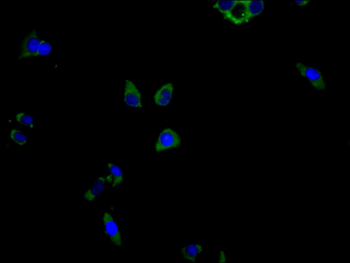 Clec4g Antibody
