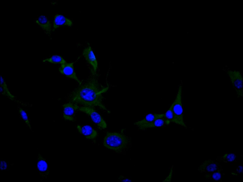 Clec4g Antibody