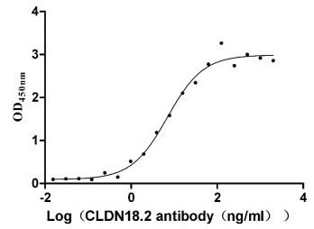Human CLDN18.2 protein
