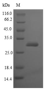Bacterial Beta-lactamase inhibitory protein