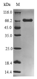 Bacterial rgpA protein