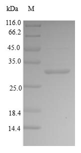 Human IBSP protein