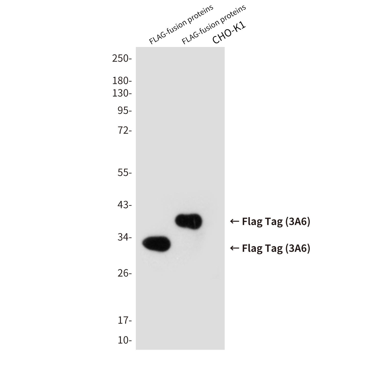 Flag Tag Mouse Monoclonal Antibody (HRP)