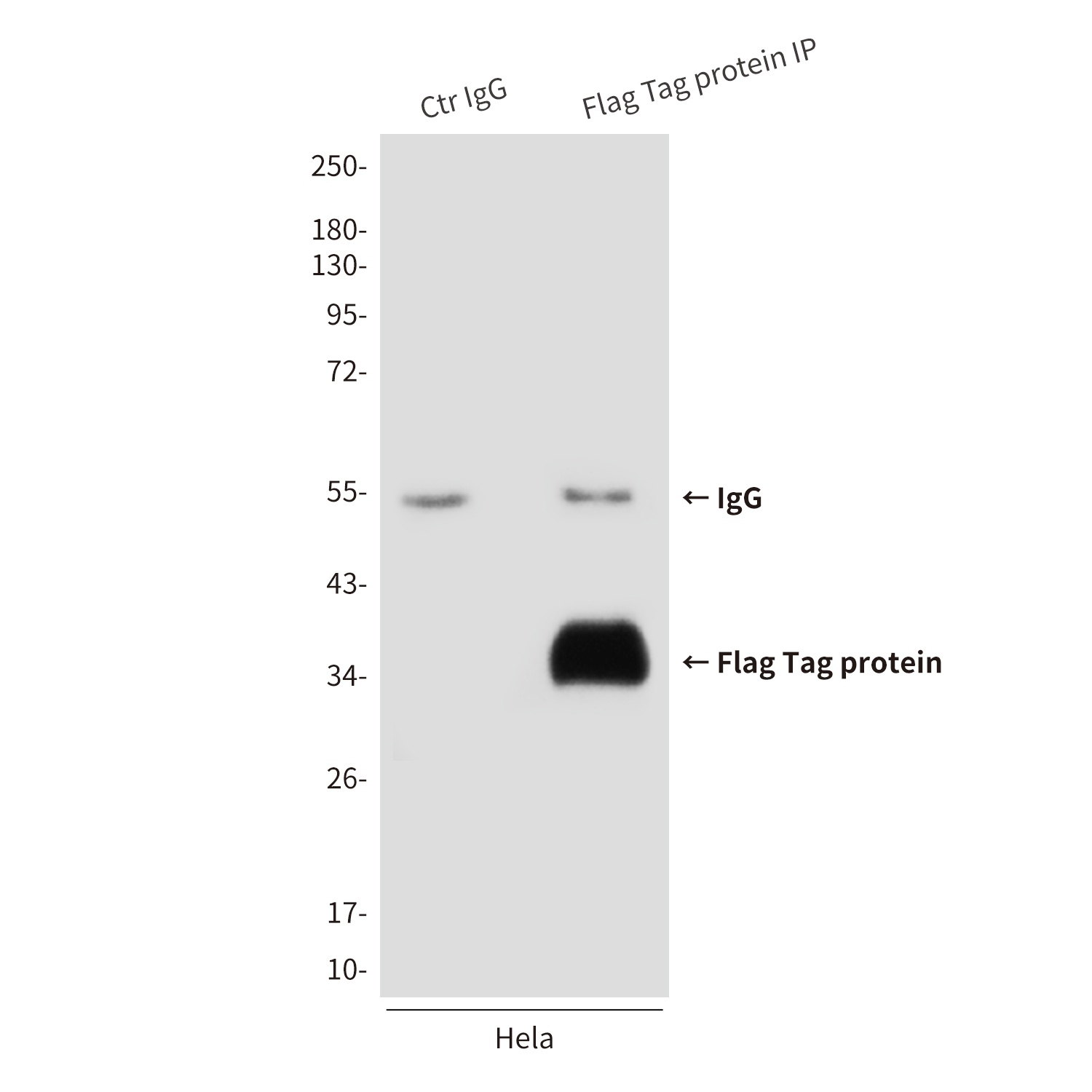 Flag Tag (3A6) Mouse mAb