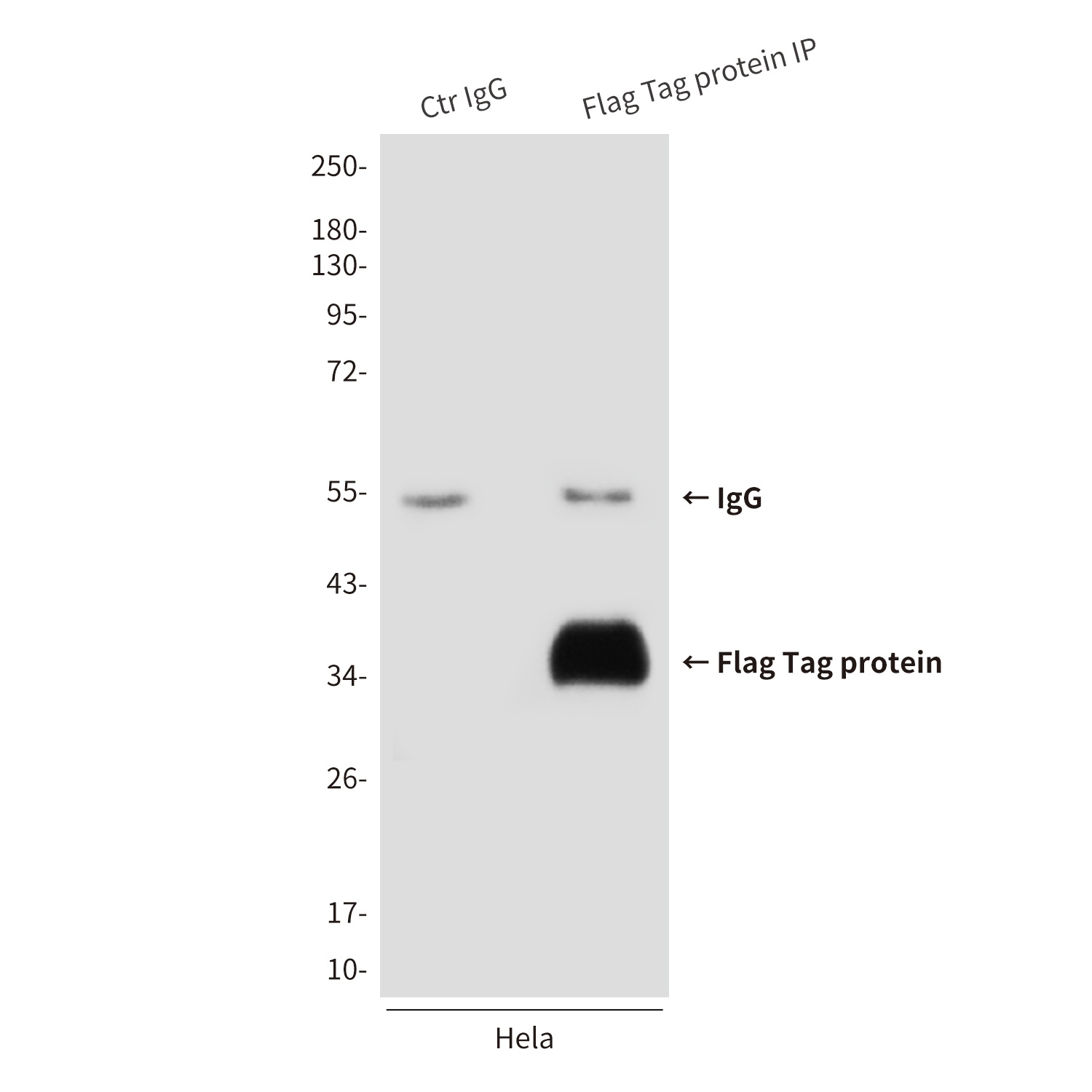 Flag Tag (3A6) Mouse mAb Antibody