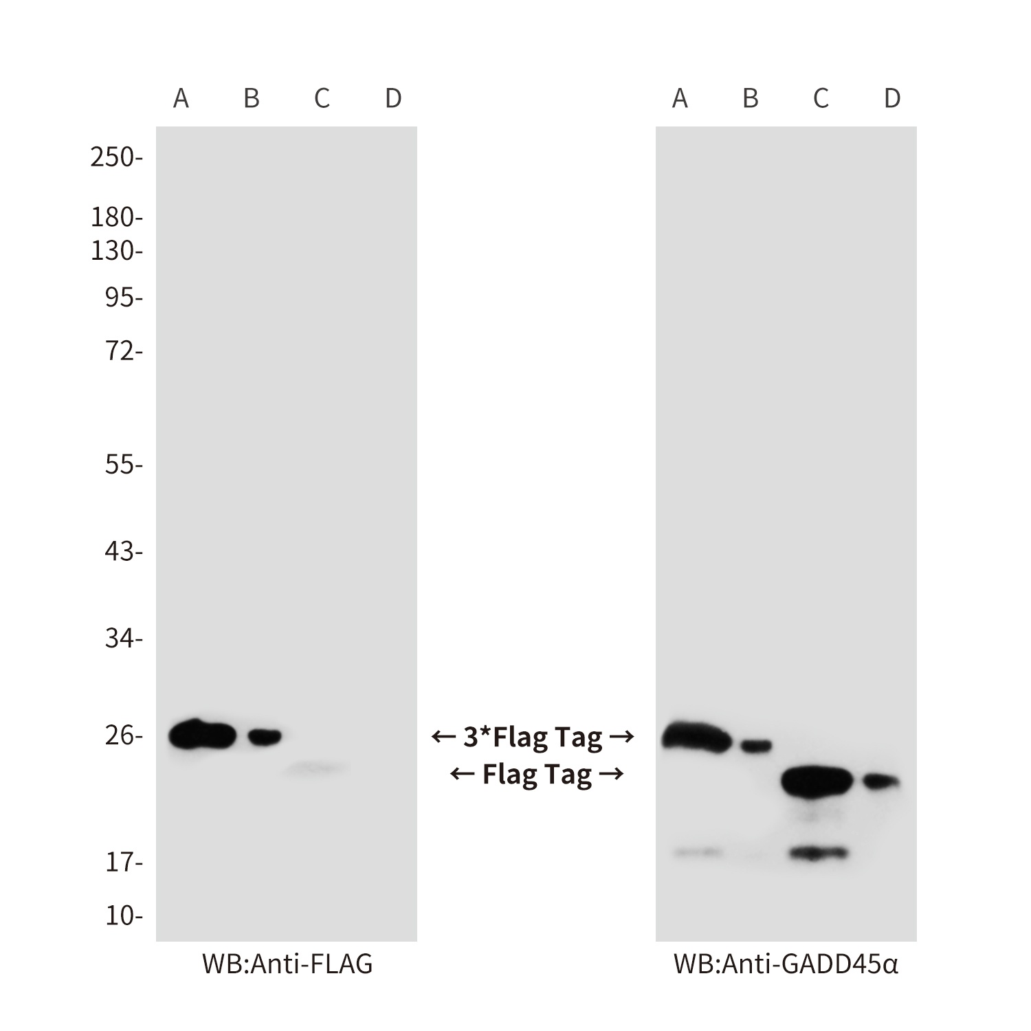 Flag Tag Mouse mAb Antibody