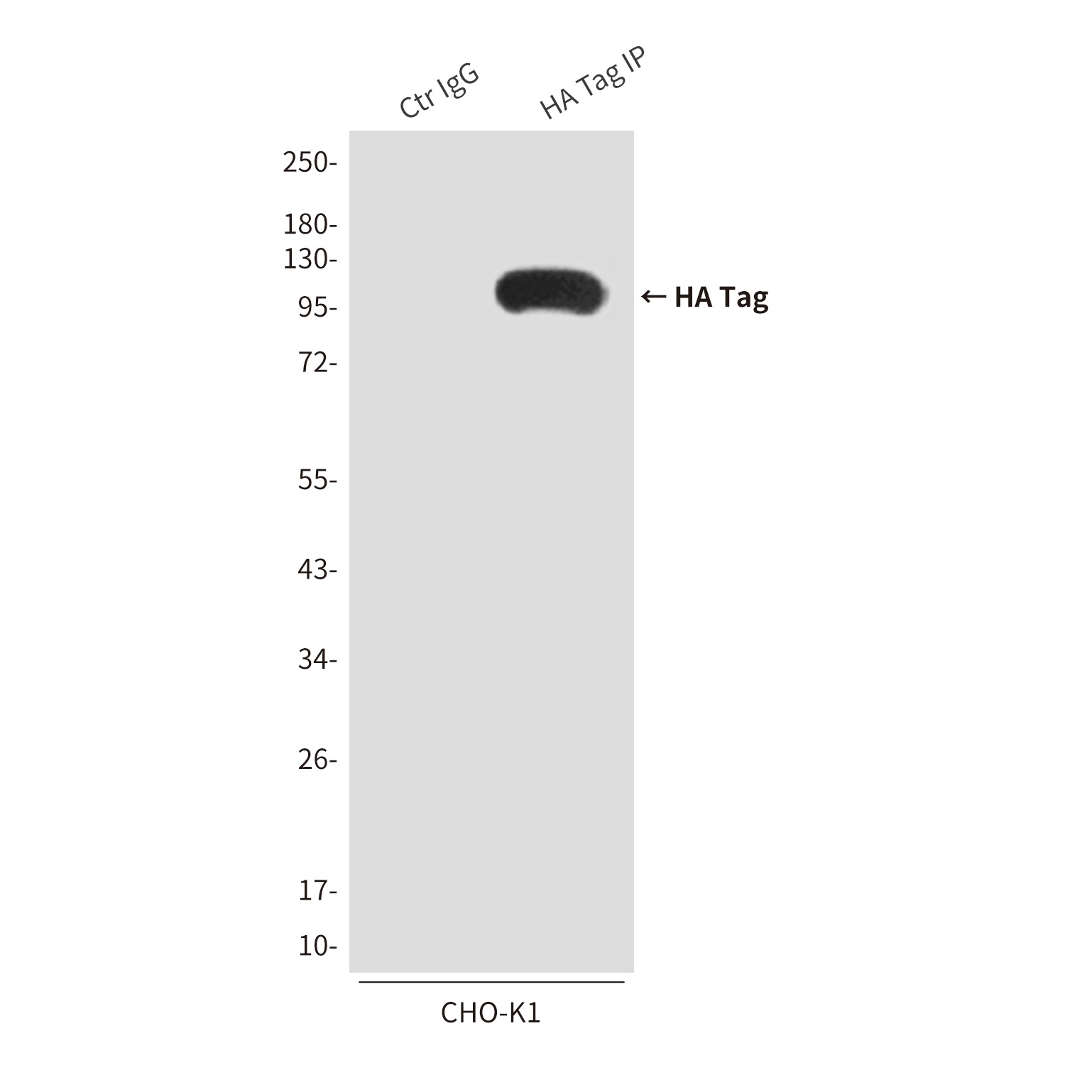 HA Tag Rabbit pAb Antibody