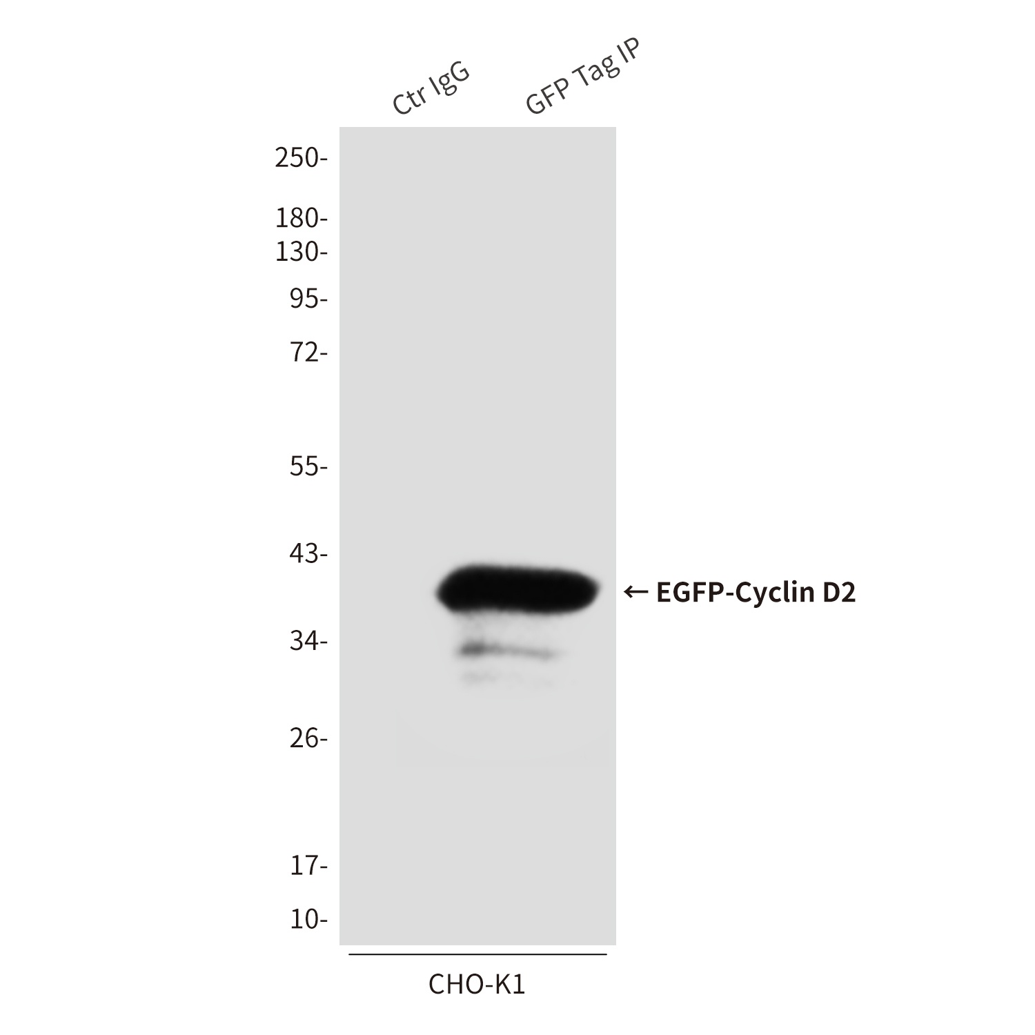 GFP/eGFP Tag Rabbit pAb