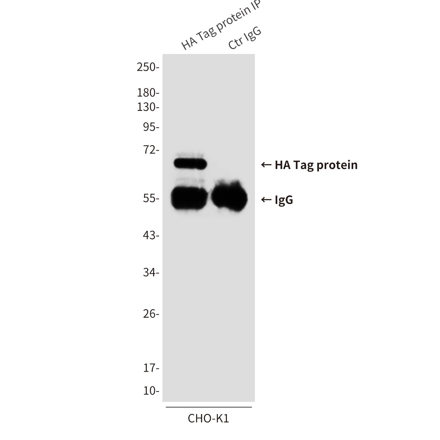 HA Tag (3C6) Mouse mAb Antibody