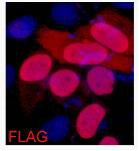 Flag Tag (7E1) Mouse mAb