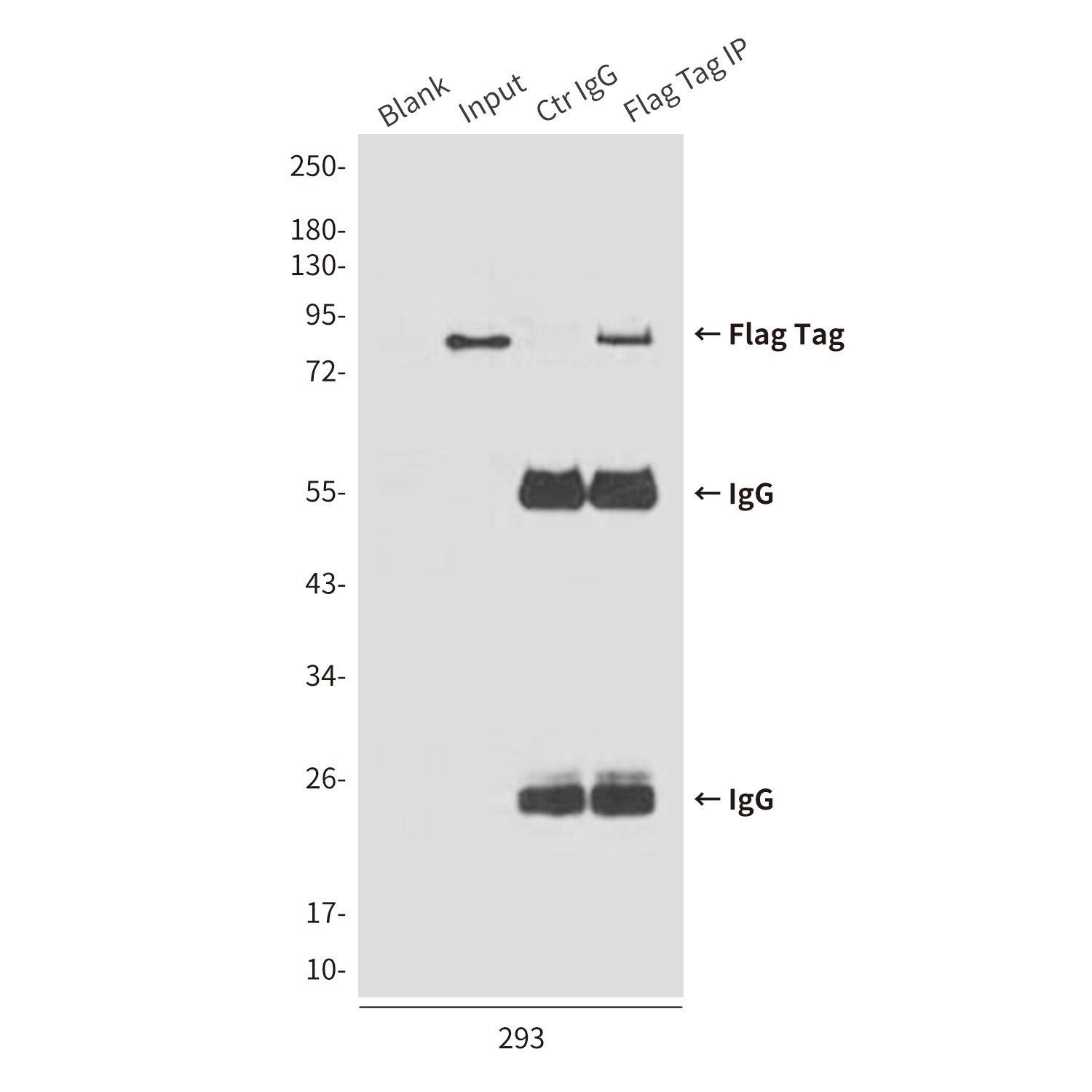 Flag Tag (7E1) Mouse mAb Antibody