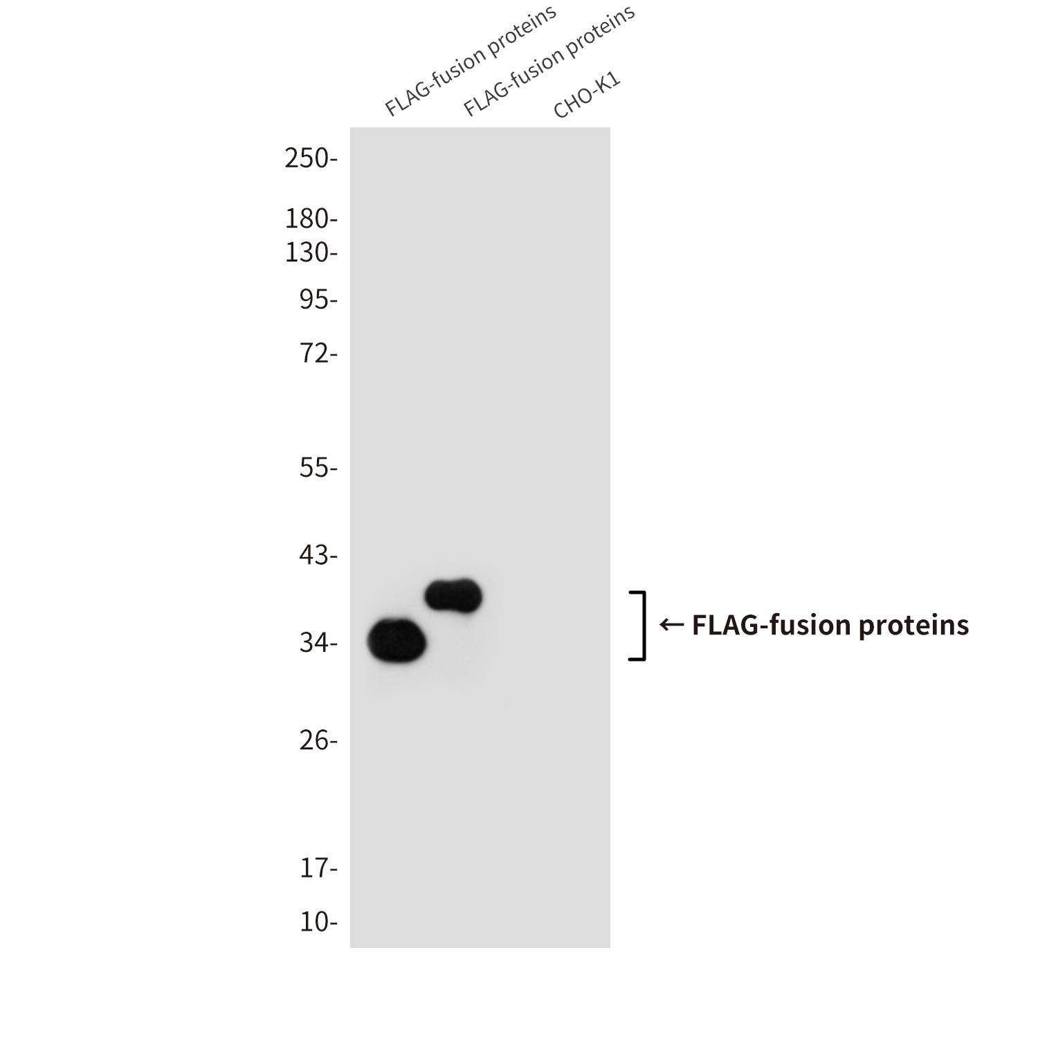 Flag Tag (7E1) Mouse mAb Antibody