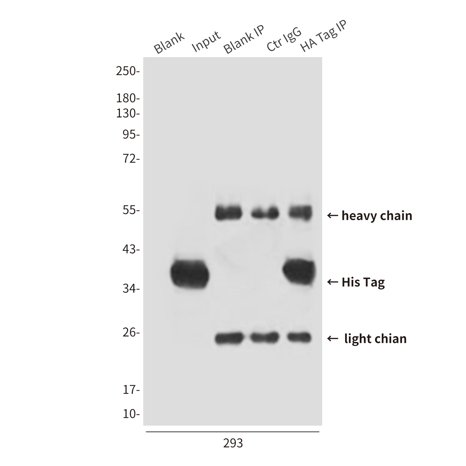His Tag (2A2) Mouse mAb