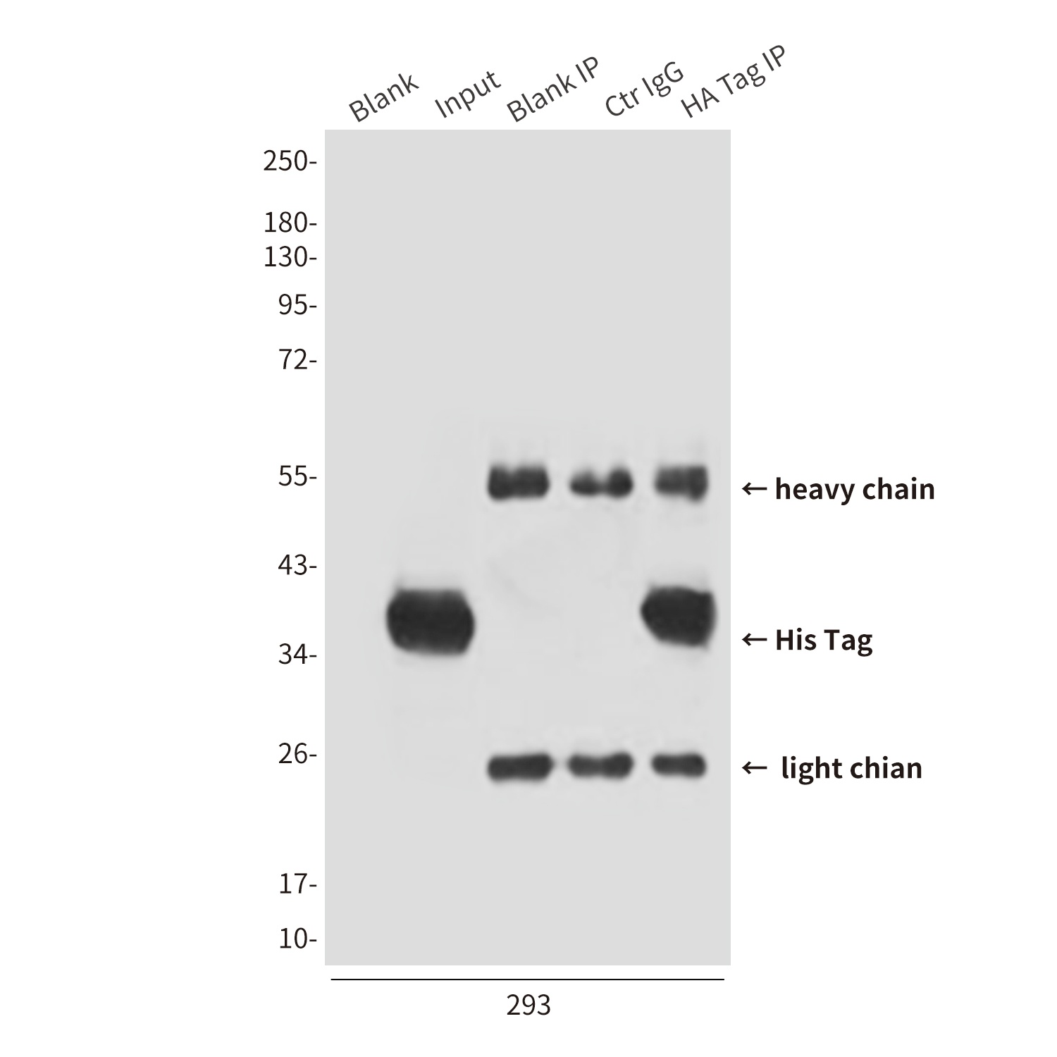 His Tag (2A2) Mouse mAb Antibody