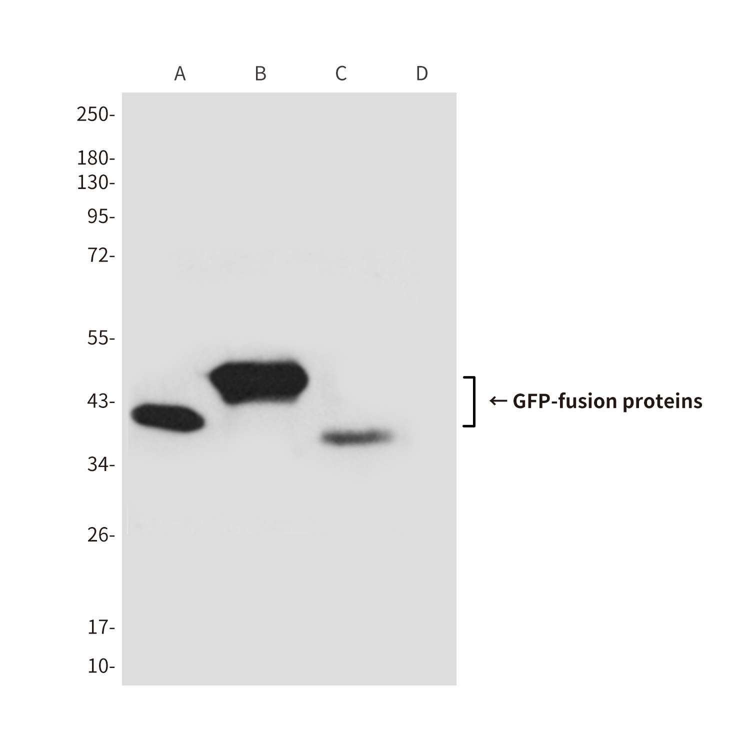 GFP Antibody