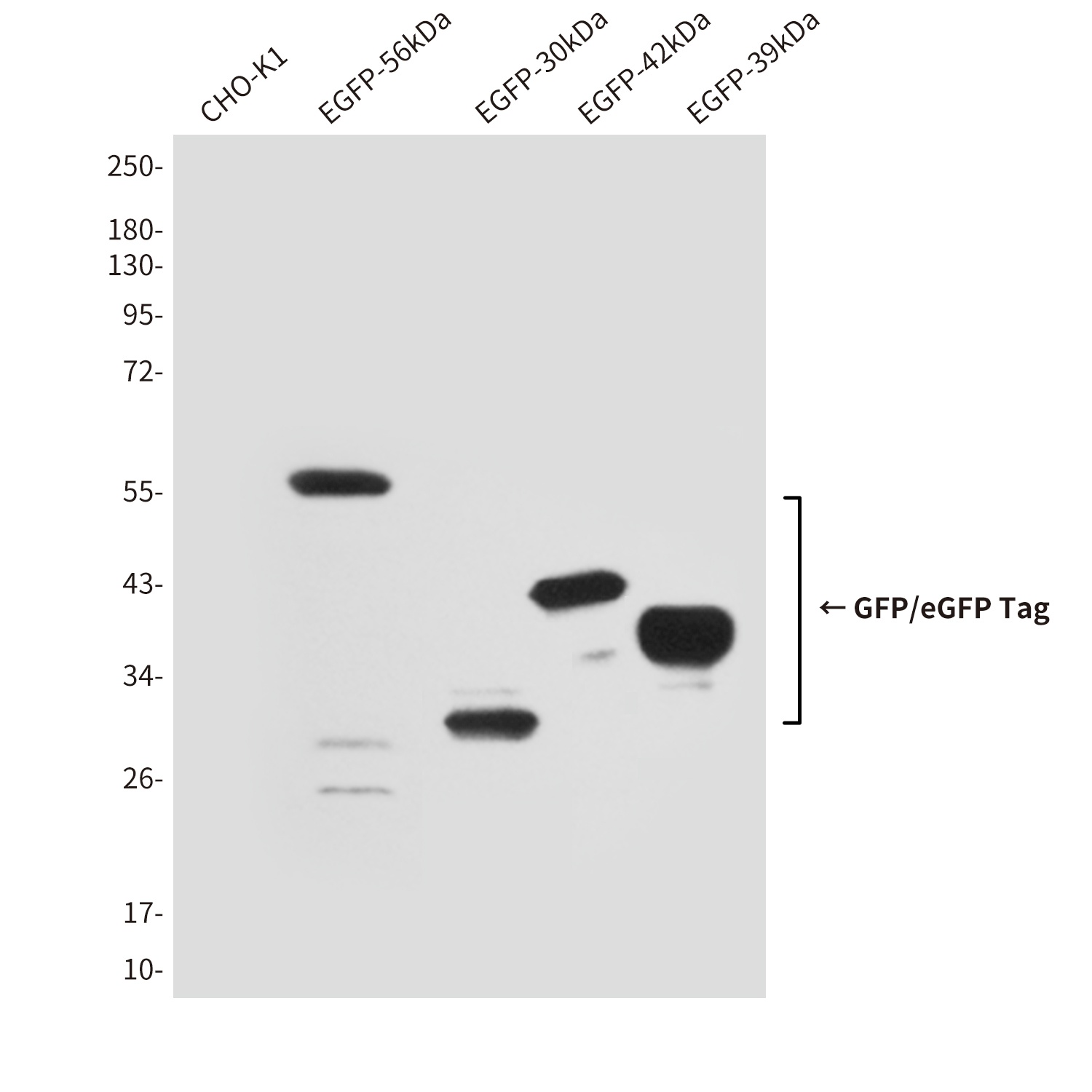 eGFP Antibody