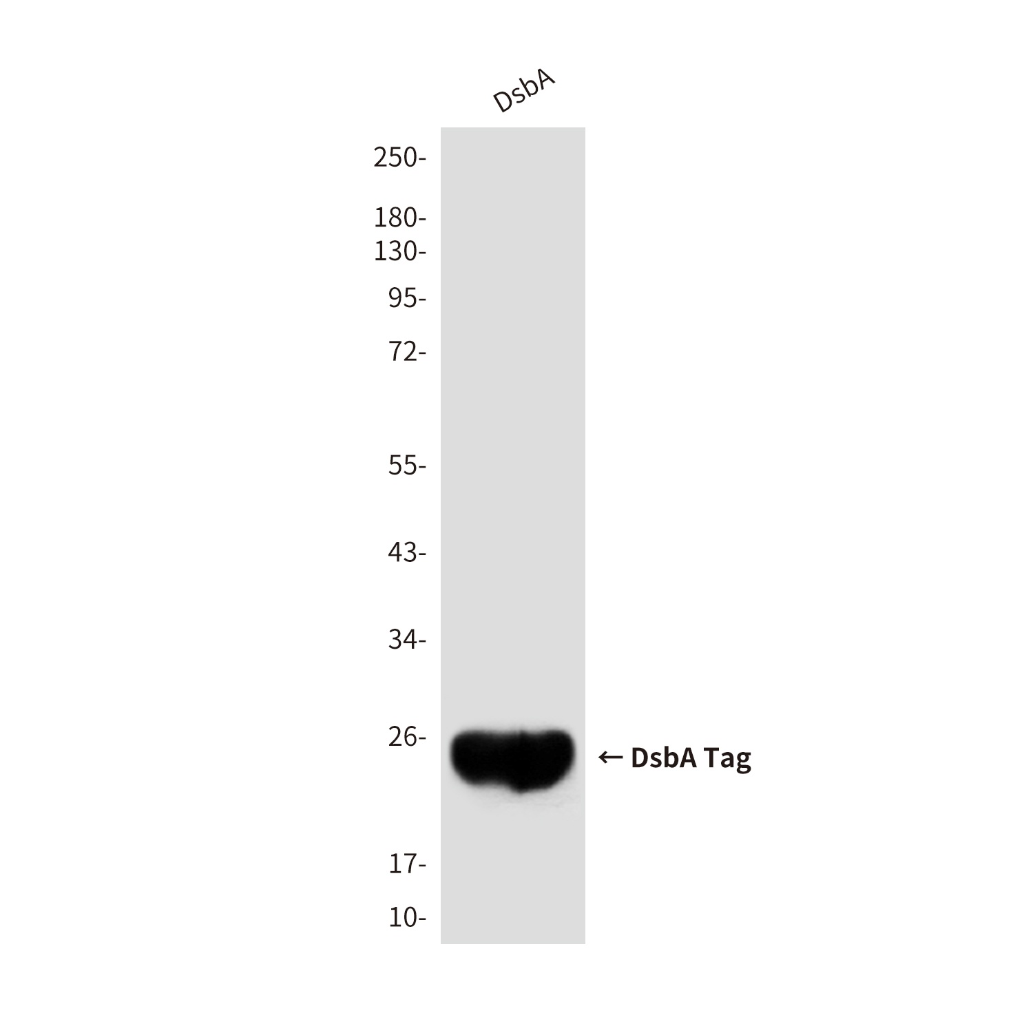 DsbA Tag Mouse mAb
