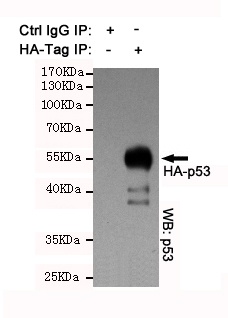 HA Tag Rabbit pAb Antibody