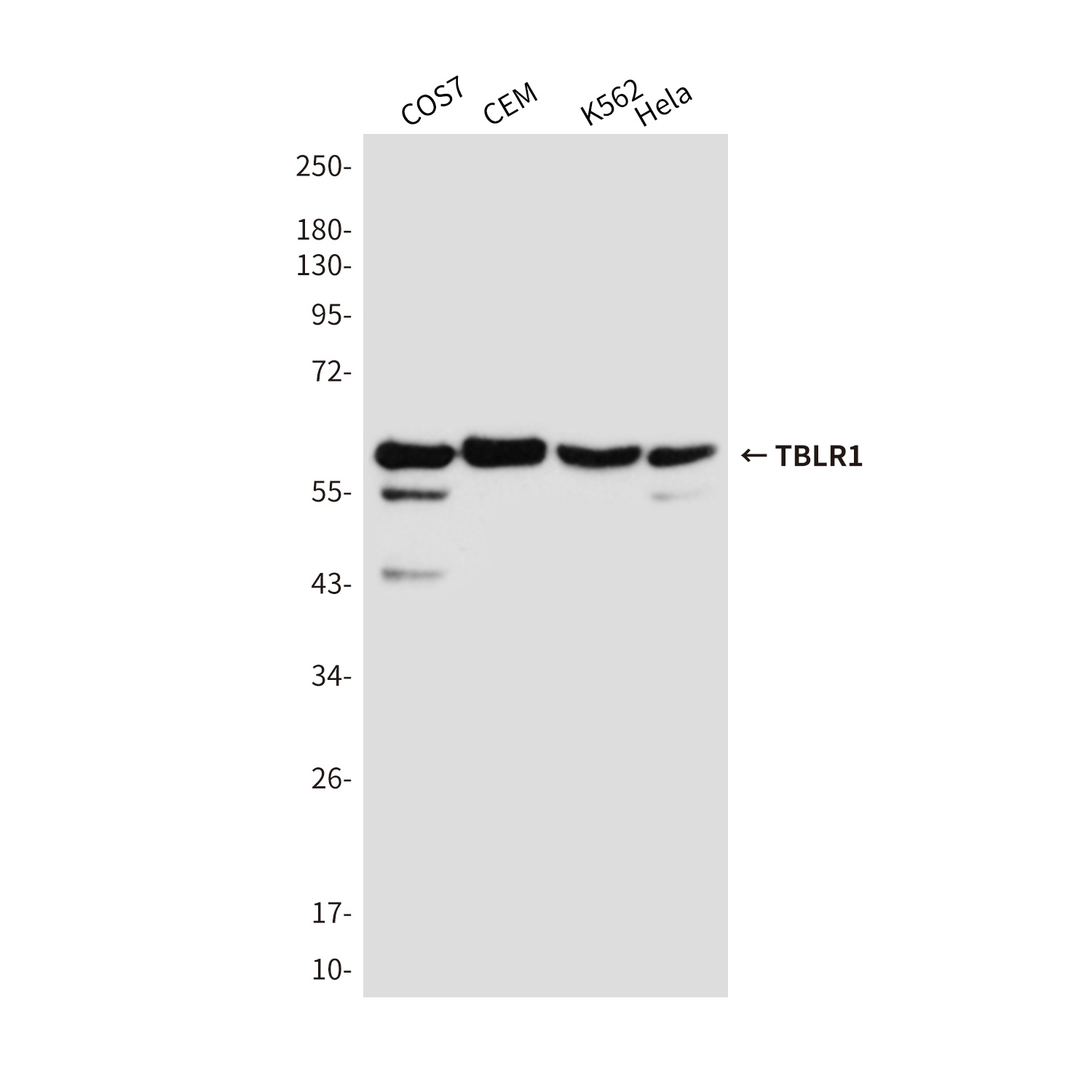 TBLR1/TBL1XR1 Mouse Monoclonal Antibody