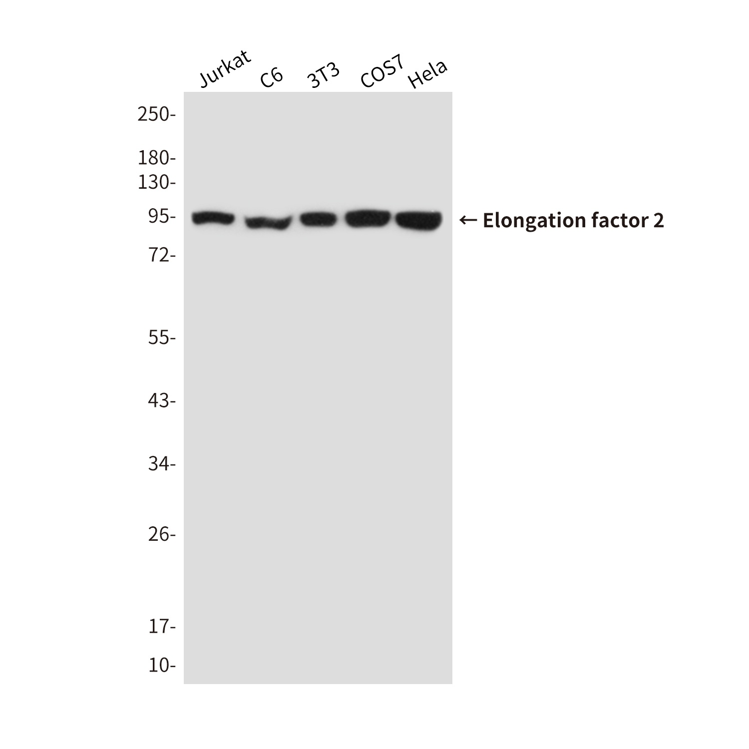 Elongation factor 2 Mouse mAb
