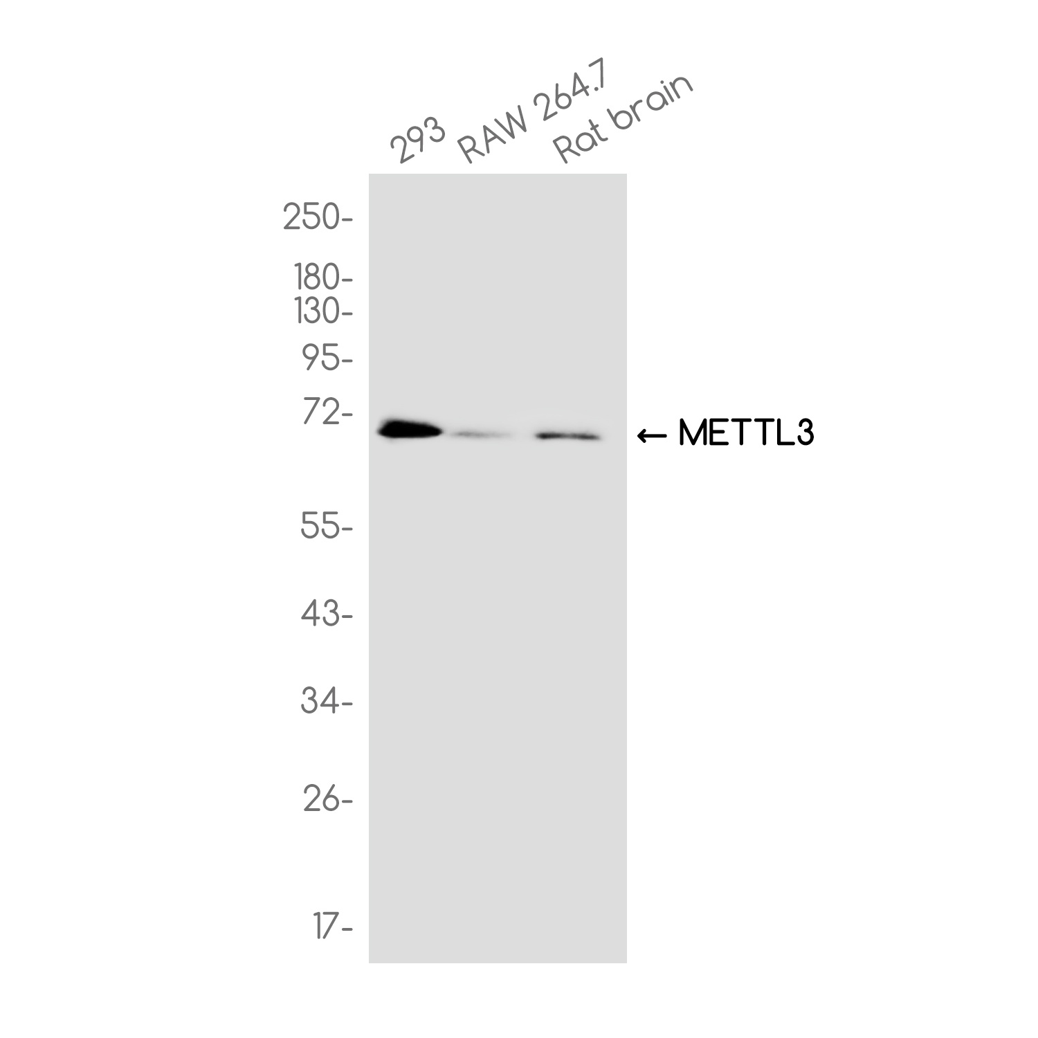 METTL3 Rabbit mAb