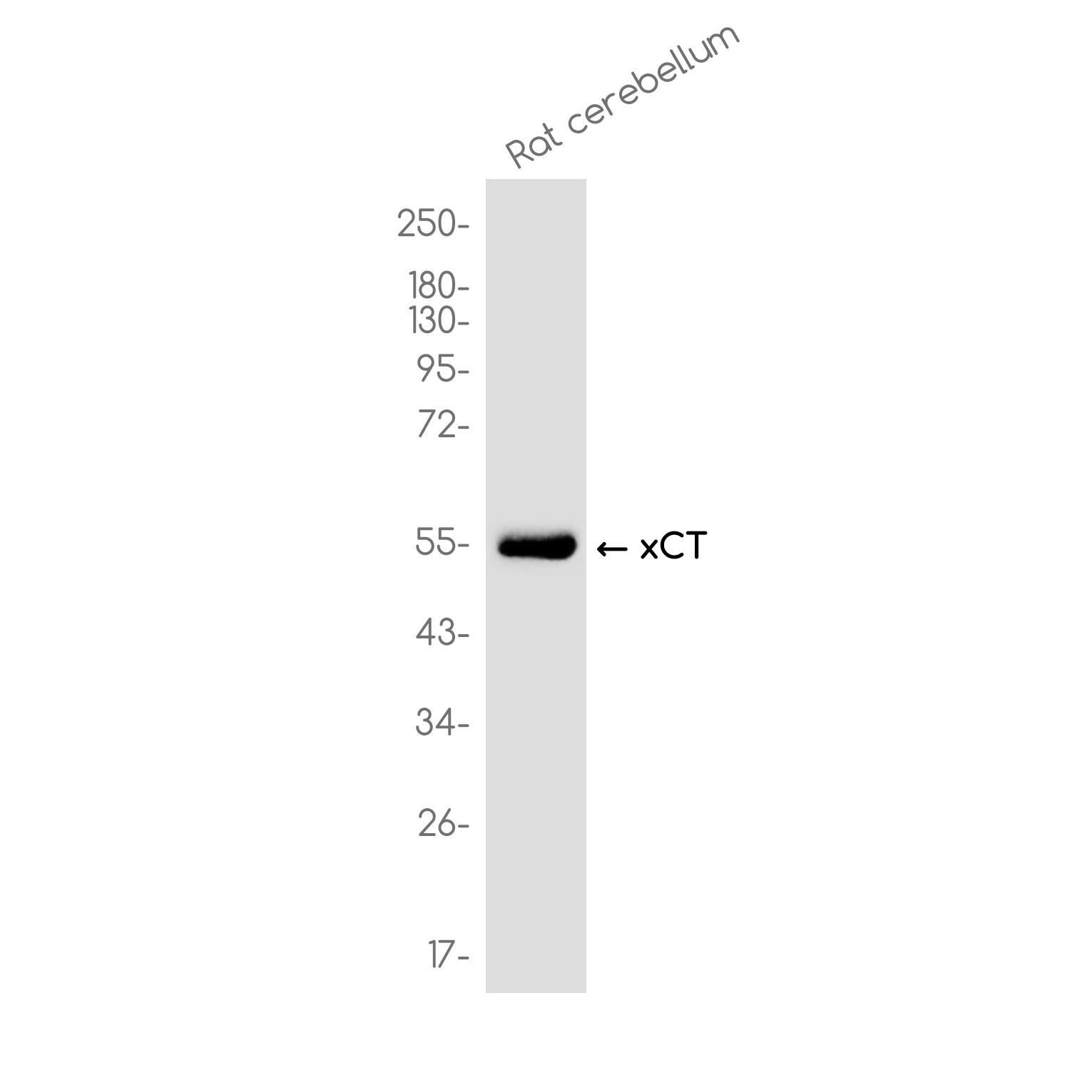 SLC7A11 Antibody