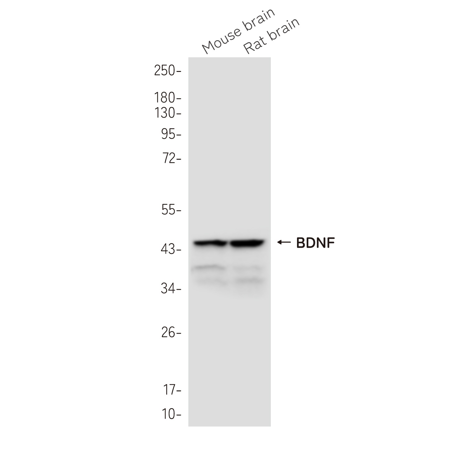 BDNF Antibody