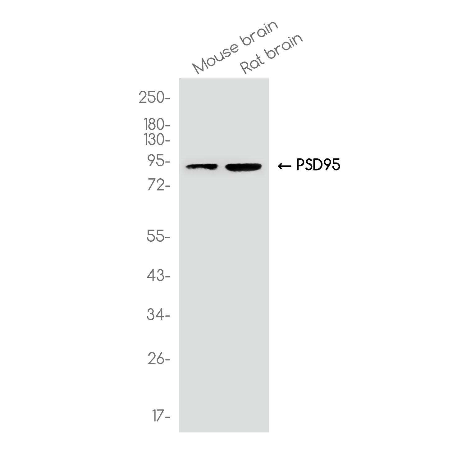PSD95 Rabbit mAb