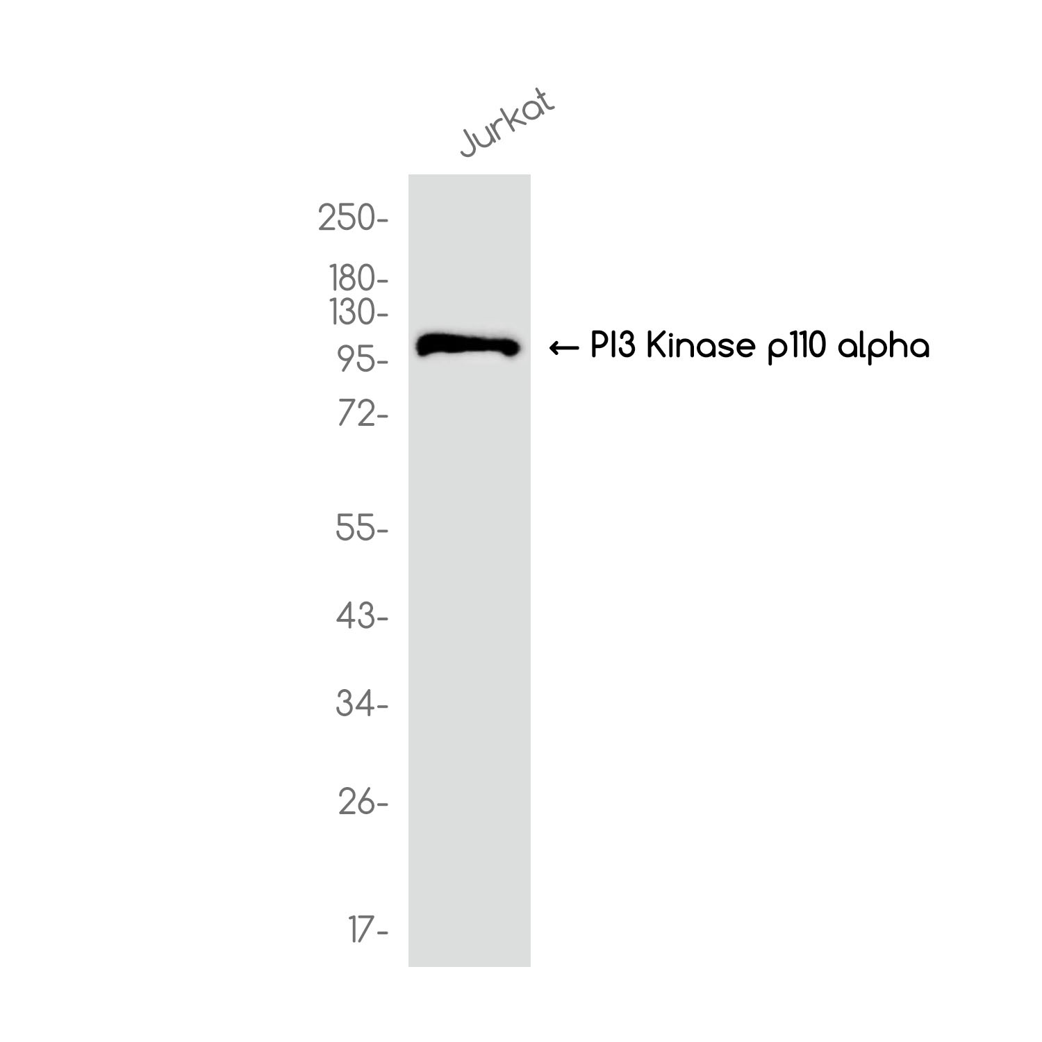 PIK3CA Antibody
