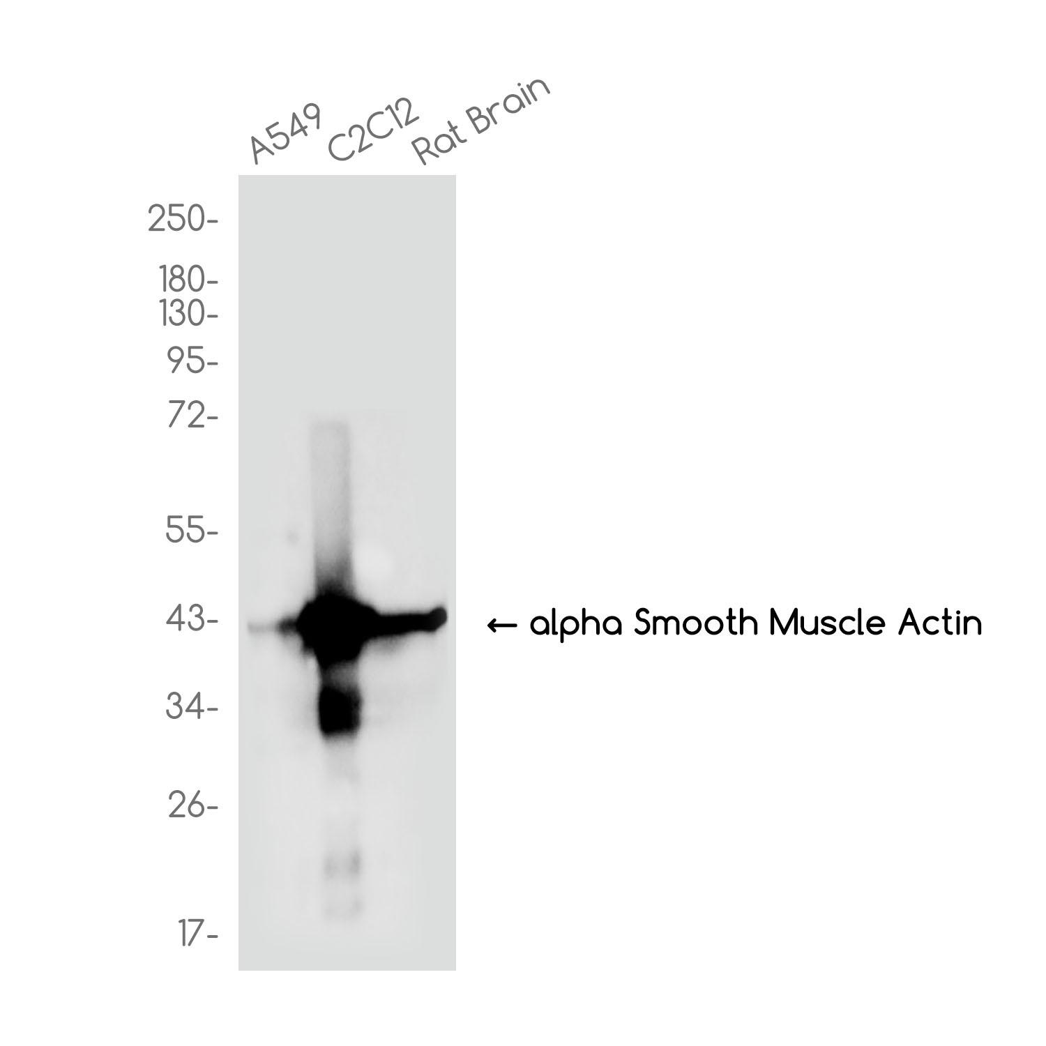 ACTA2 Antibody
