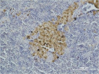 Cleaved-Caspase 8 Mouse mAb