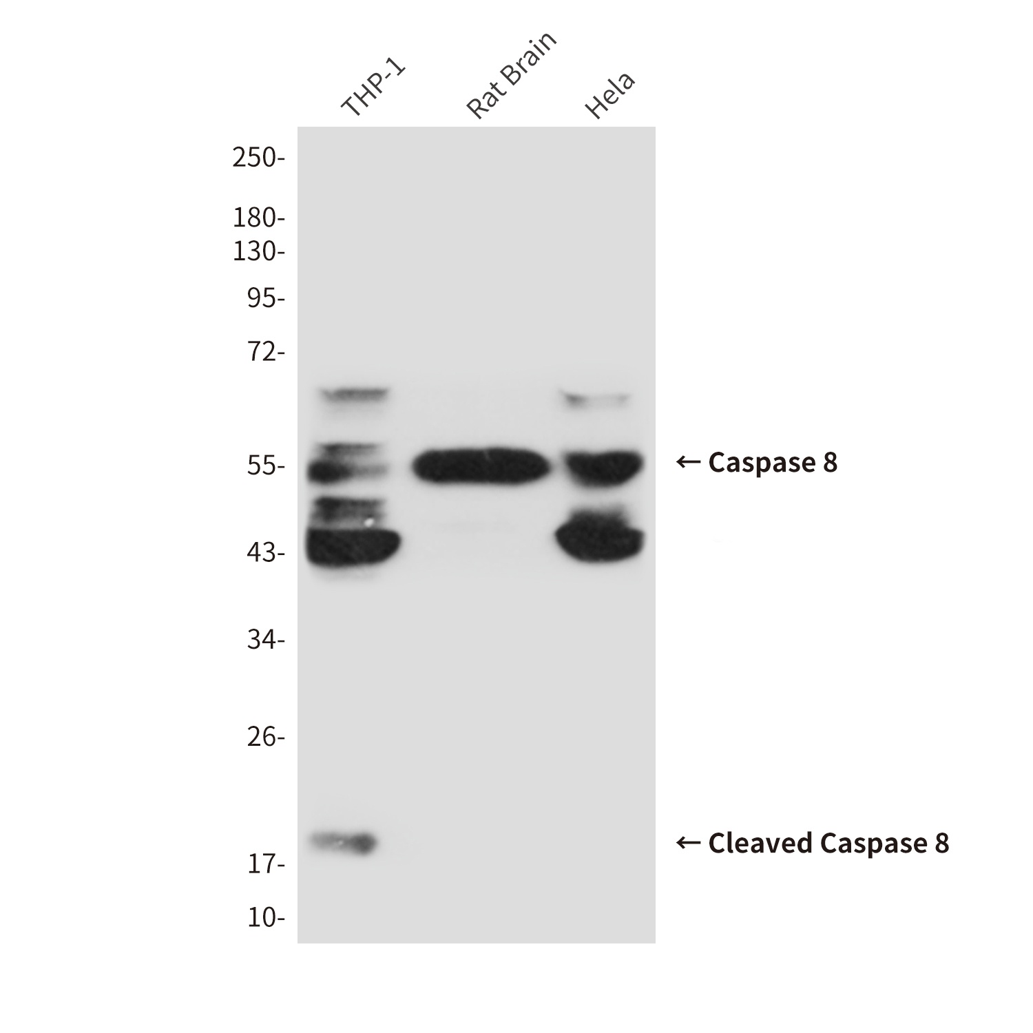 Cleaved-Caspase 8 Mouse mAb