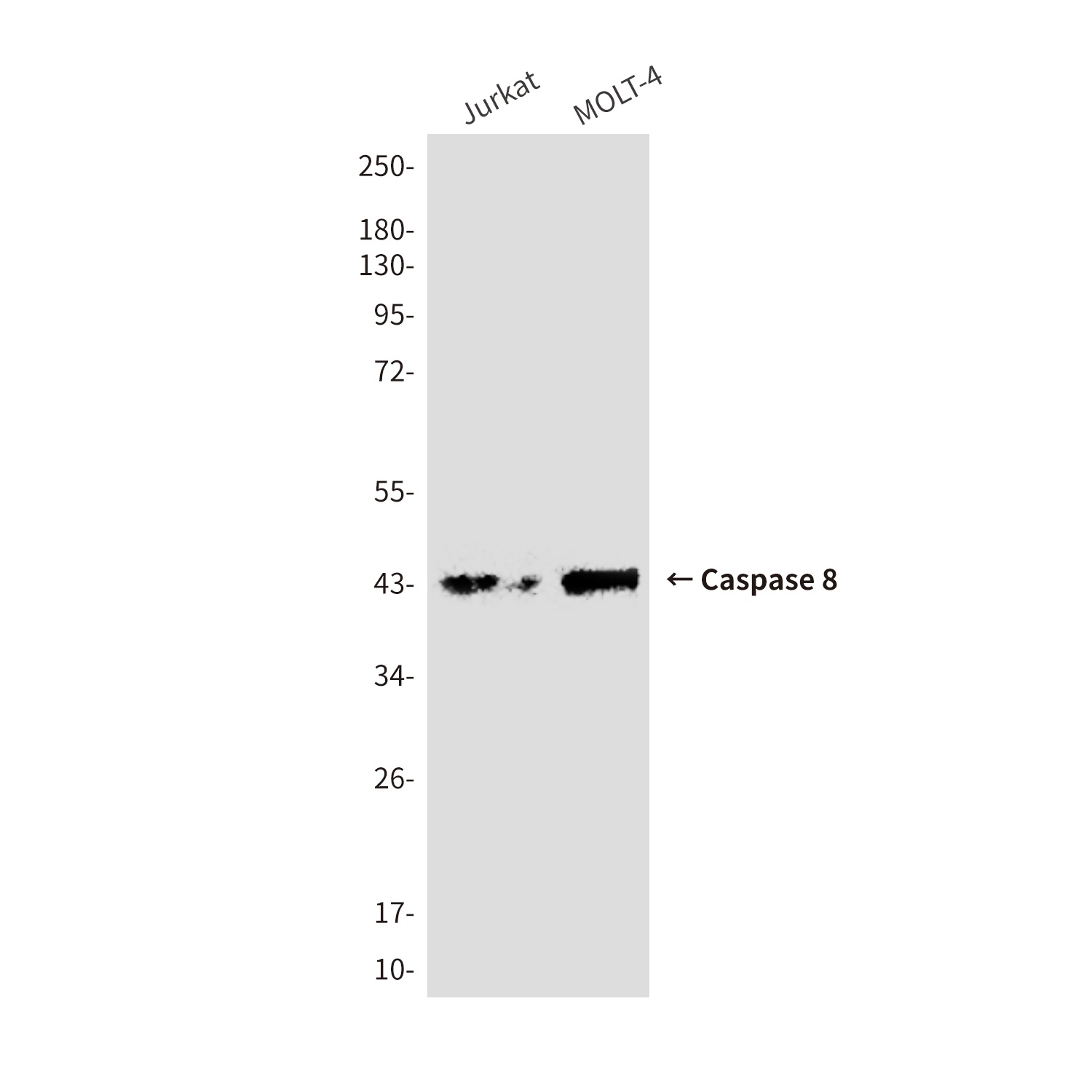 CASP8 Antibody