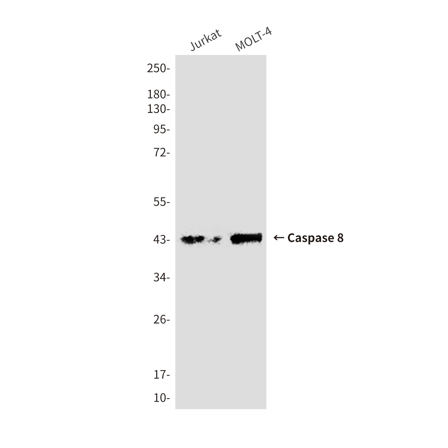 Cleaved-Caspase 8 Mouse mAb
