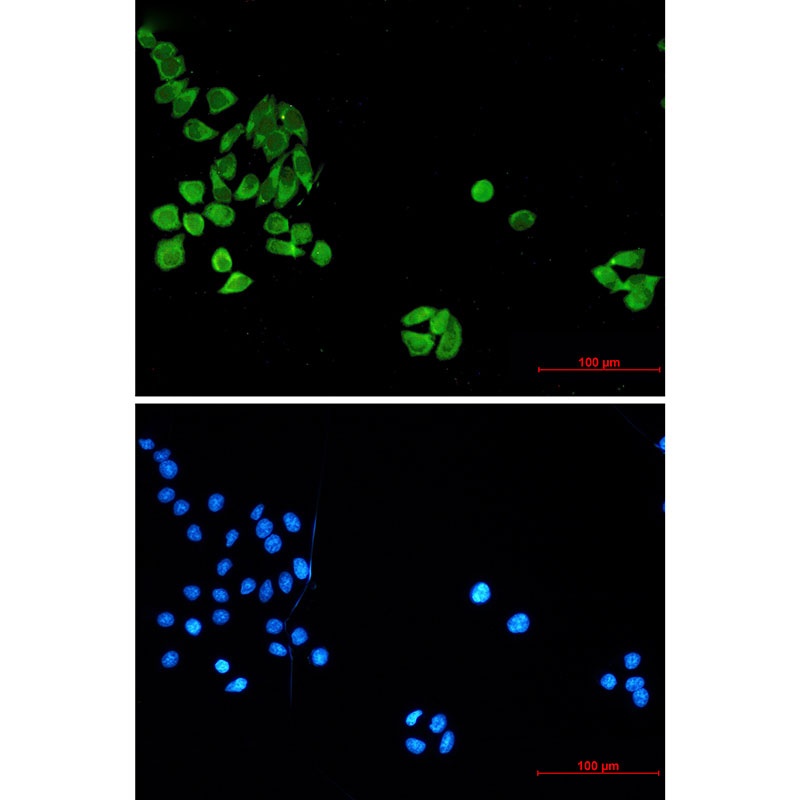 Cleaved-Caspase 8 Mouse mAb