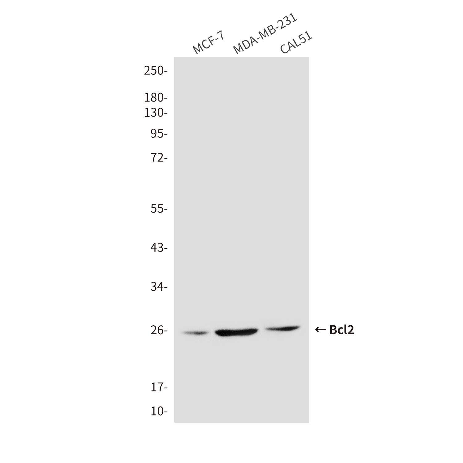 Bcl2 (3H5) Mouse mAb