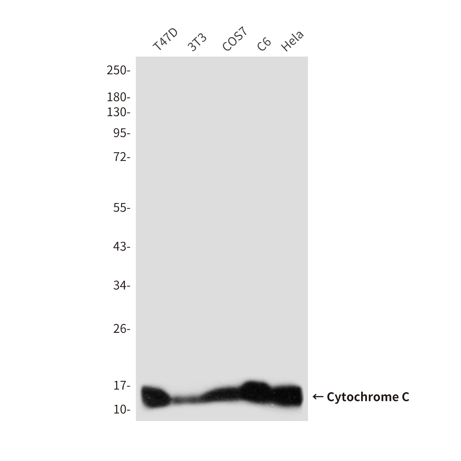 CYCS Antibody