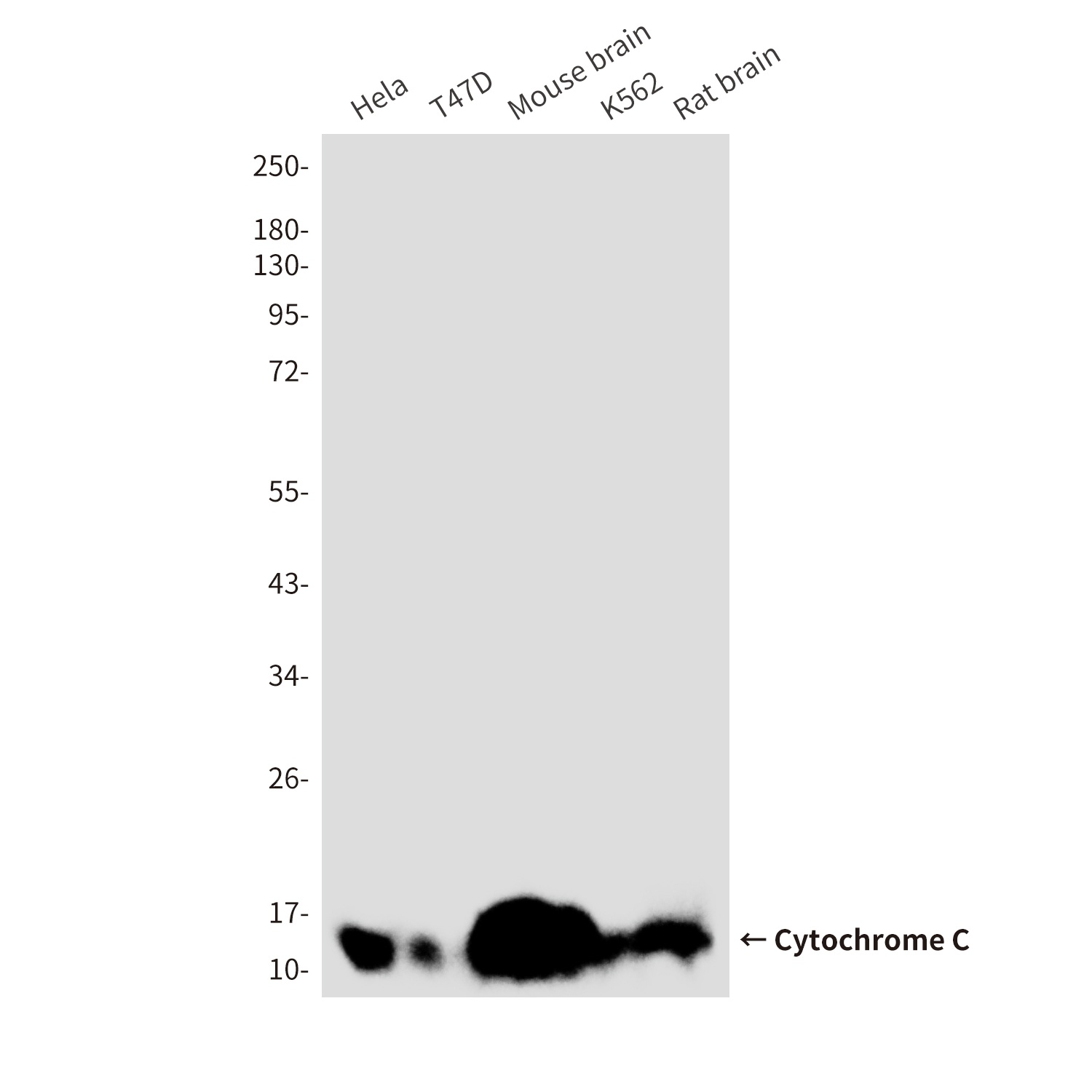 CYCS Antibody