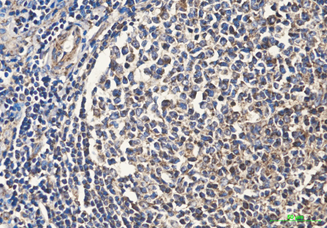 CYCS Antibody