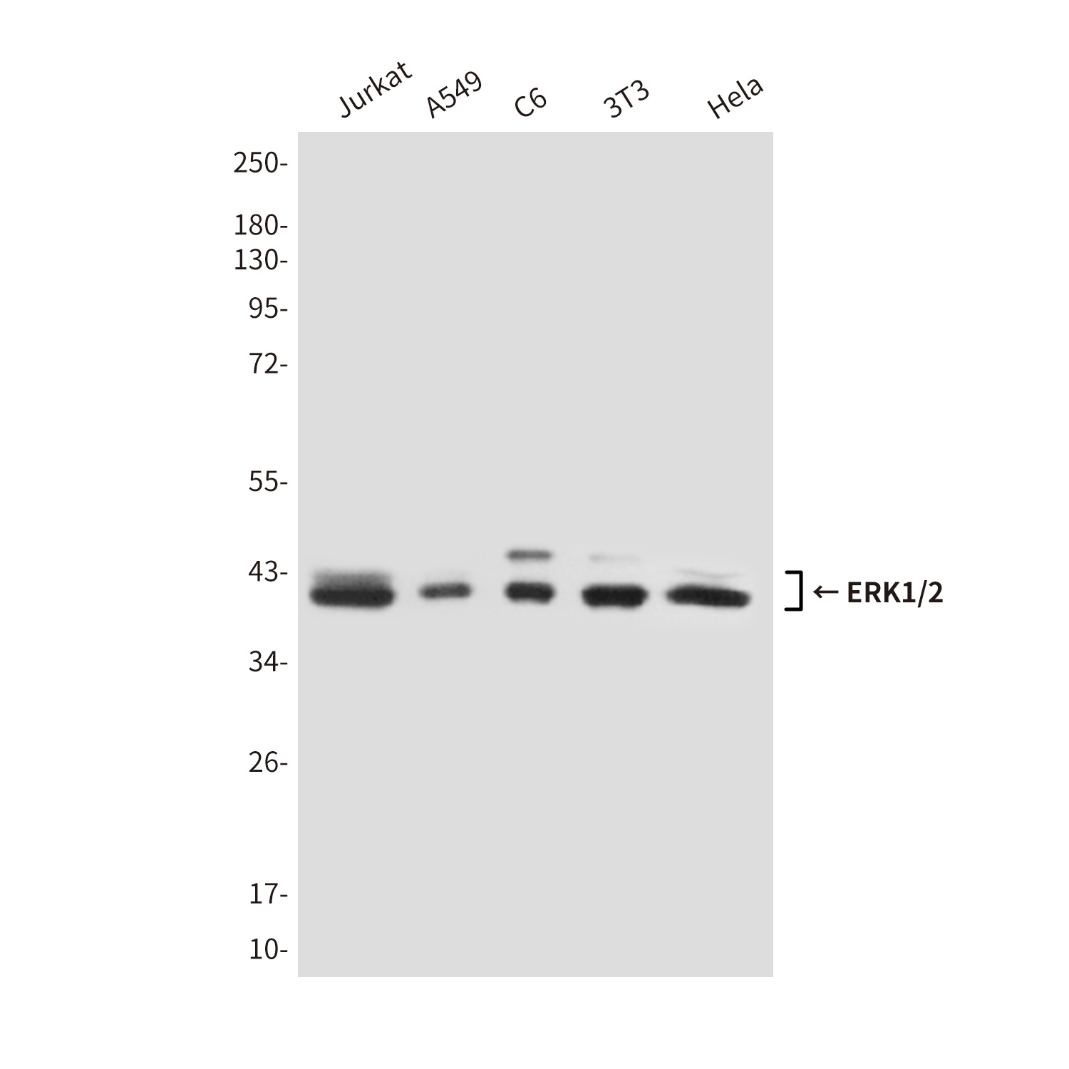 ERK1/2 (4F3) Mouse mAb