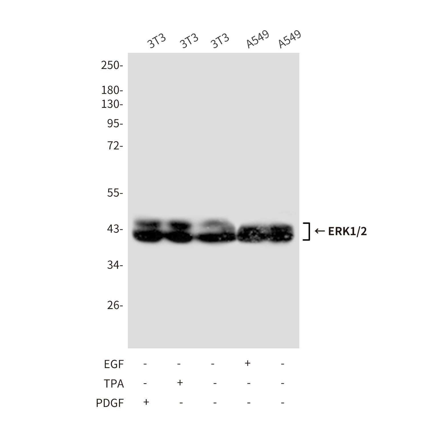 ERK1/2 (4A4) Mouse mAb