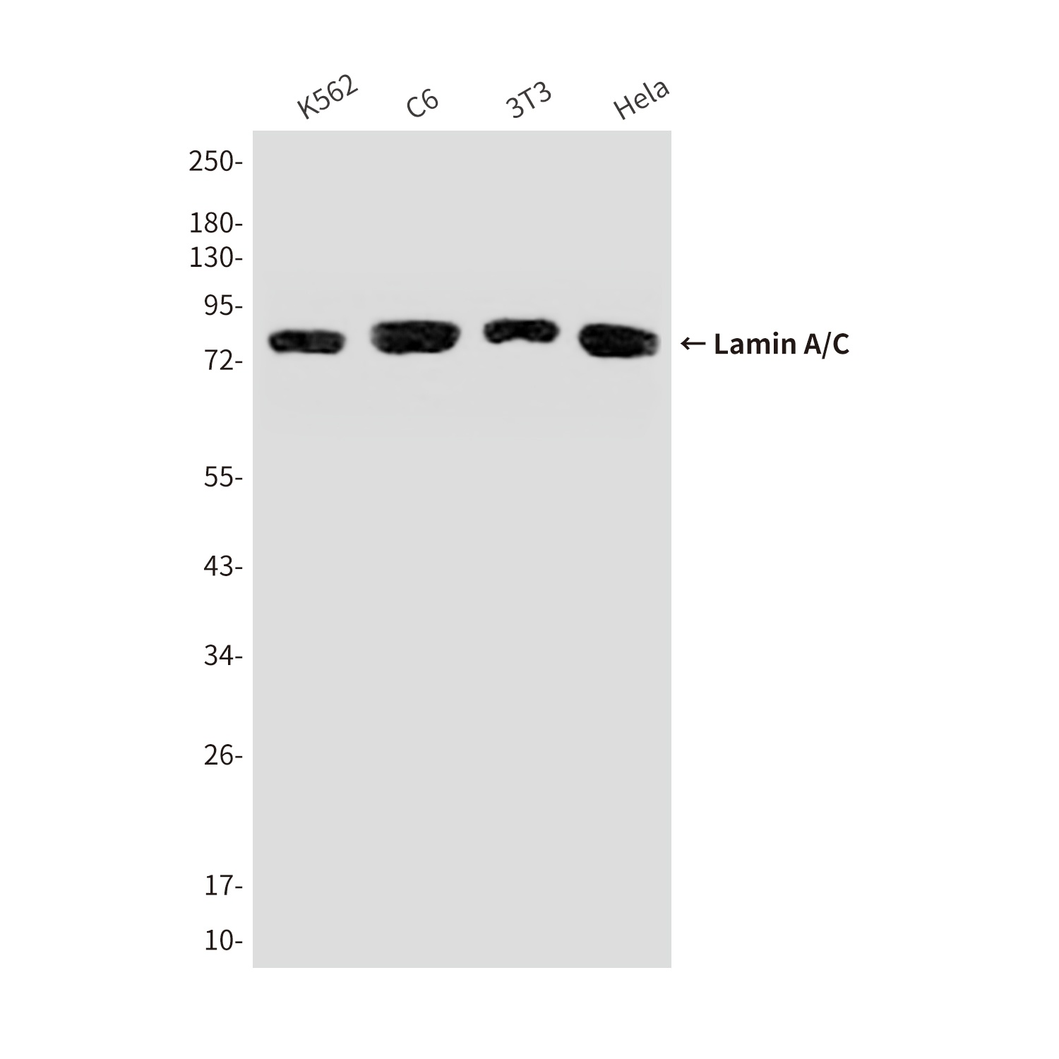 Lamin A/C Mouse mAb
