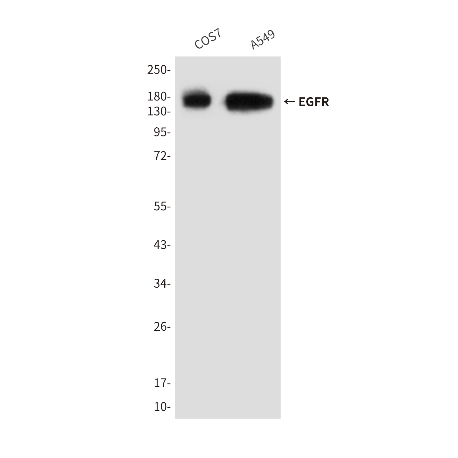 EGFR (6H11) Mouse mAb