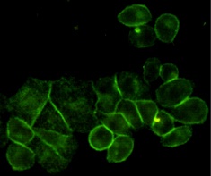 EGFR (6H11) Mouse mAb