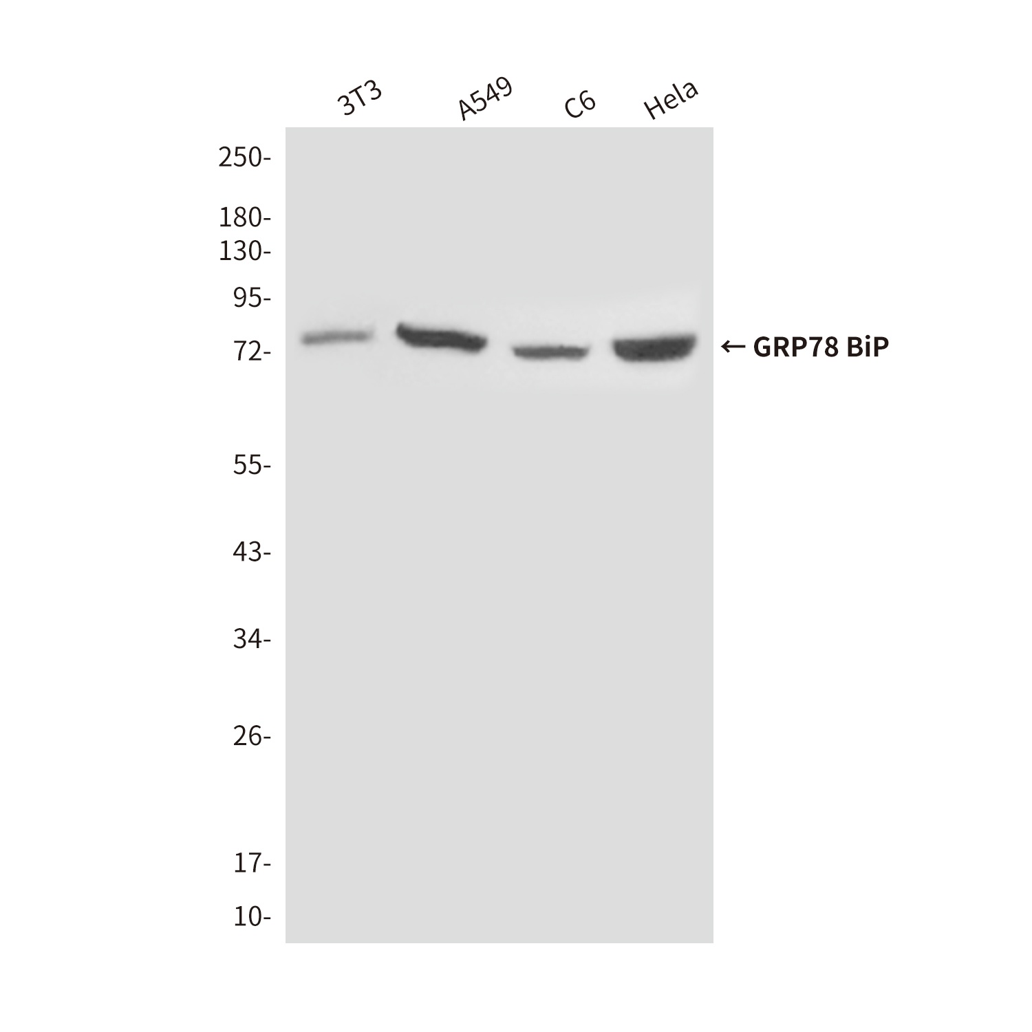 HSPA5 Antibody