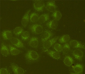HSPA5 Antibody