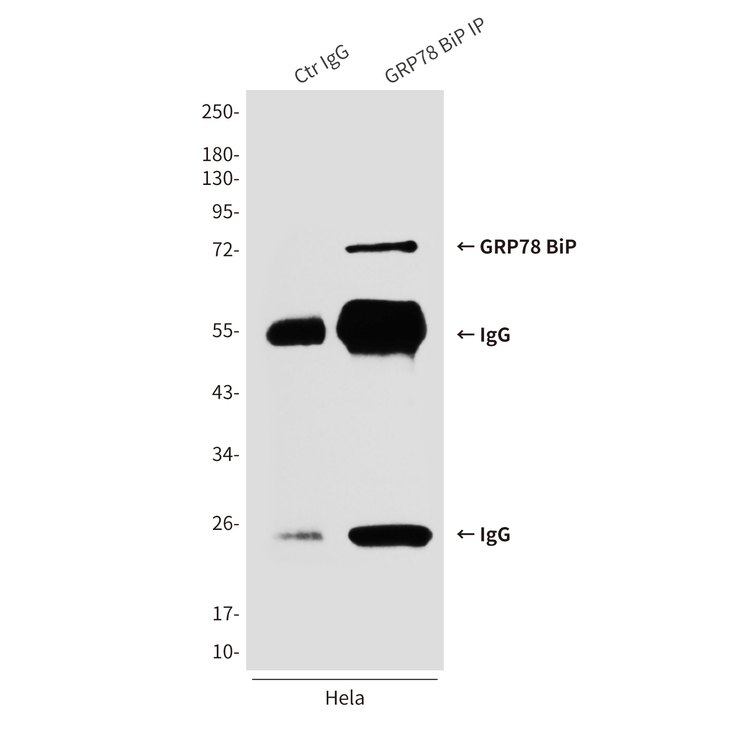 HSPA5 Antibody