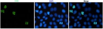 Phospho-Histone H3 (Ser10) Rabbit pAb
