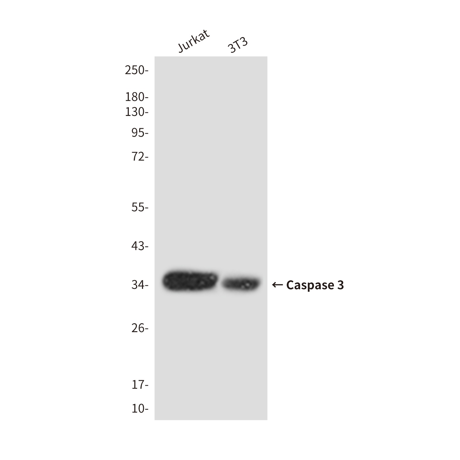 CASP3 Antibody